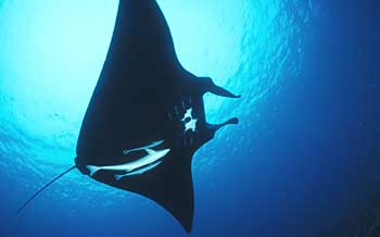 Alize SCUBA diving Matashi-Ogawa manta ray new caledonia